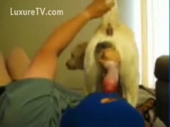 Proud dog owner showing off his dogs enlarged wang in this beastiality fetish clip 